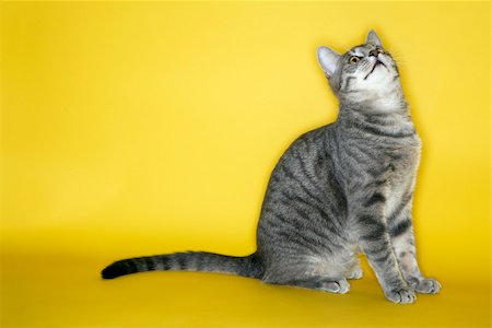 simsearch:649-07065142,k - Gray striped cat looking up on yellow background. Photographie de stock - Aubaine LD & Abonnement, Code: 400-03921957