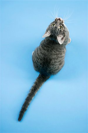simsearch:614-03455512,k - High angle view of gray striped cat looking up. Photographie de stock - Aubaine LD & Abonnement, Code: 400-03921959