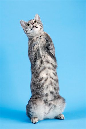 simsearch:649-07065228,k - Gray striped cat standing on back haunches. Stock Photo - Budget Royalty-Free & Subscription, Code: 400-03921960