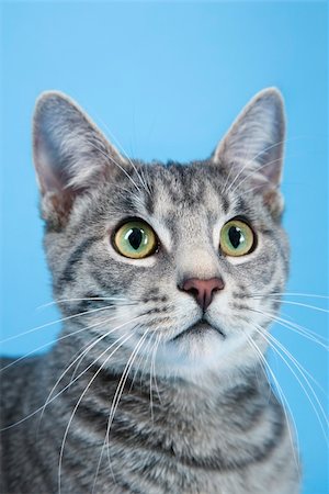 simsearch:649-07065142,k - Gray striped cat. Photographie de stock - Aubaine LD & Abonnement, Code: 400-03921963