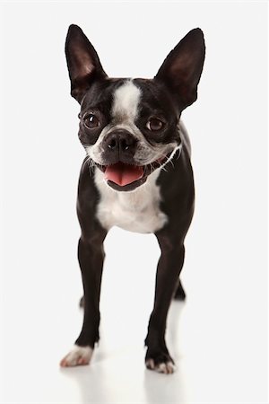 simsearch:400-04446240,k - Boston Terrier dog. Foto de stock - Super Valor sin royalties y Suscripción, Código: 400-03921974