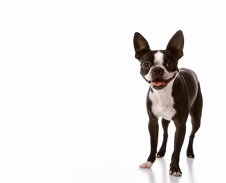 simsearch:400-04446240,k - Boston Terrier dog. Foto de stock - Super Valor sin royalties y Suscripción, Código: 400-03921975