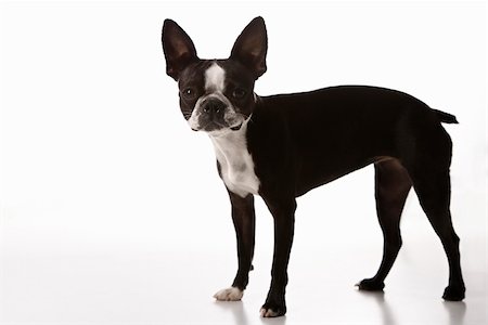 simsearch:400-04446187,k - Boston Terrier dog. Photographie de stock - Aubaine LD & Abonnement, Code: 400-03921977