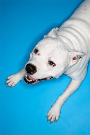 simsearch:400-04446275,k - White Pit Bull dog on blue background. Foto de stock - Super Valor sin royalties y Suscripción, Código: 400-03921979