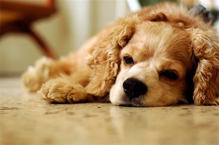 A very tired and exhausted cocker spaniel sleeping at home Stock Photo - Budget Royalty-Free & Subscription, Code: 400-03922156