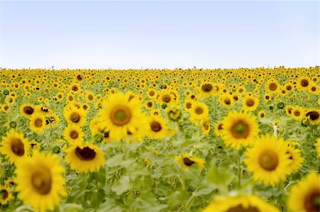 simsearch:400-04751722,k - sunflowers in the sun Stock Photo - Budget Royalty-Free & Subscription, Code: 400-03922307