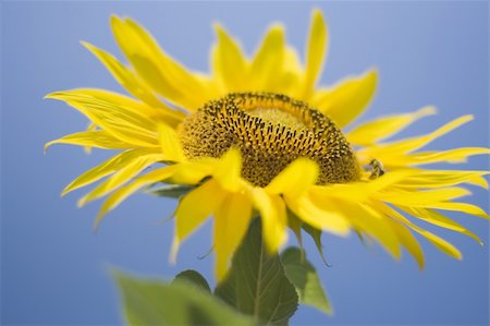 simsearch:400-04751722,k - sunflower in the sun Stock Photo - Budget Royalty-Free & Subscription, Code: 400-03922308