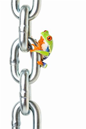 simsearch:400-03940235,k - frog on a chain isolated on white, a red-eyed tree frog (Agalychnis callidryas) pondering how he's going to get back down... or has he forgotten something at home? lol Photographie de stock - Aubaine LD & Abonnement, Code: 400-03922415