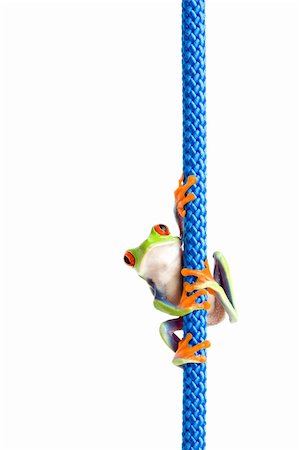 simsearch:400-03940235,k - frog hanging on a rope - a red-eyed tree frog (Agalychnis callidryas) hanging on a blue rope, closeup isolated on white Photographie de stock - Aubaine LD & Abonnement, Code: 400-03922417