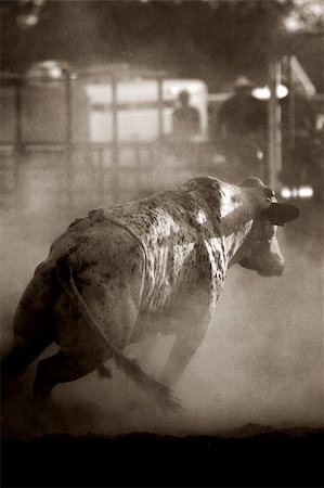 sascha (artist) - raging bull at rodeo shot in late sun in cloud of dust, converted with heavy grain Fotografie stock - Microstock e Abbonamento, Codice: 400-03922427