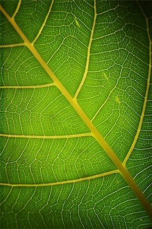 patch (small section) - A macro shot of a leaf section Stock Photo - Budget Royalty-Free & Subscription, Code: 400-03922449
