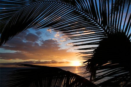 simsearch:400-04006465,k - Sunset sky framed by palm fronds over the Pacific Ocean in Kihei, Maui, Hawaii, USA. Stock Photo - Budget Royalty-Free & Subscription, Code: 400-03922693