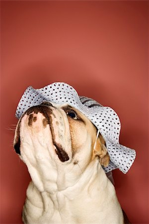 simsearch:400-03921833,k - Close-up of English Bulldog looking upward and wearing a bonnet. Photographie de stock - Aubaine LD & Abonnement, Code: 400-03922704