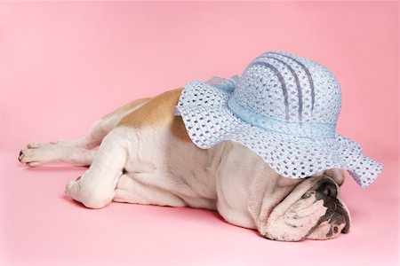 simsearch:400-03921833,k - English Bulldog sleeping on pink background and wearing a bonnet. Photographie de stock - Aubaine LD & Abonnement, Code: 400-03922707