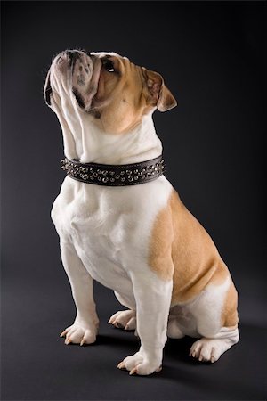 simsearch:700-00429761,k - Sitting English Bulldog wearing spiked collar and looking upward. Fotografie stock - Microstock e Abbonamento, Codice: 400-03922708