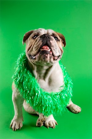 simsearch:400-03921833,k - English Bulldog wearing lei sitting on green background. Photographie de stock - Aubaine LD & Abonnement, Code: 400-03922701