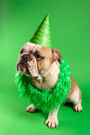 simsearch:400-03921833,k - English Bulldog with serious expression wearing lei and party hat and sitting on green background. Photographie de stock - Aubaine LD & Abonnement, Code: 400-03922702