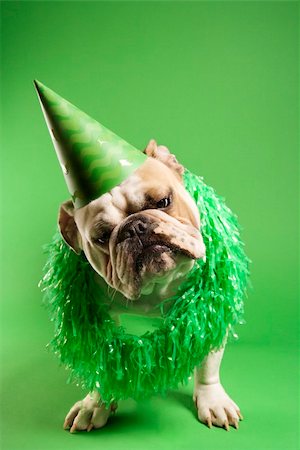 simsearch:400-03921833,k - English Bulldog with curious expression wearing lei and party hat and sitting on green background. Photographie de stock - Aubaine LD & Abonnement, Code: 400-03922703