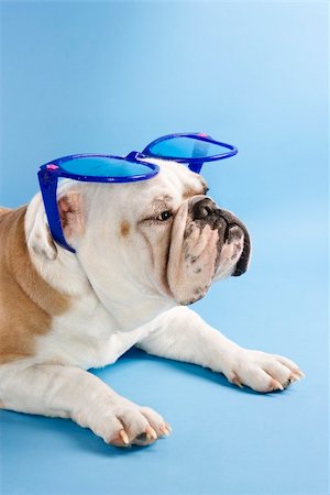 simsearch:700-02671088,k - Sleepy English Bulldog sitting on blue background wearing oversized blue sunglasses. Photographie de stock - Aubaine LD & Abonnement, Code: 400-03922715