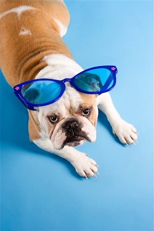 simsearch:400-03921833,k - High angle of English Bulldog laying on blue background wearing oversized blue sunglasses and looking at viewer. Photographie de stock - Aubaine LD & Abonnement, Code: 400-03922716