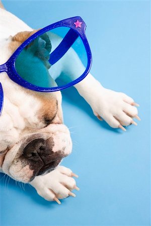 simsearch:700-02671088,k - Sleeping English Bulldog on blue background wearing oversized blue sunglasses. Photographie de stock - Aubaine LD & Abonnement, Code: 400-03922717