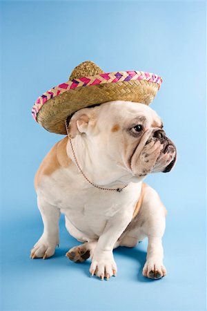 simsearch:400-03921833,k - English Bulldog wearing sombrero on blue background looking off to the side. Photographie de stock - Aubaine LD & Abonnement, Code: 400-03922710