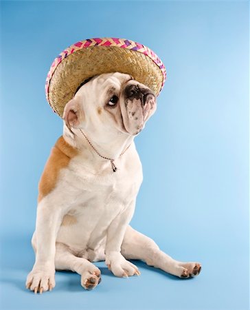 simsearch:400-03921833,k - English Bulldog wearing sombrero on blue background looking off to the side. Photographie de stock - Aubaine LD & Abonnement, Code: 400-03922711
