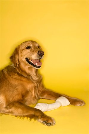 Golden Retriever dog with rawhide bone. Photographie de stock - Aubaine LD & Abonnement, Code: 400-03922812