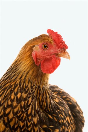 simsearch:693-03303754,k - Golden Laced Wyandotte chicken. Photographie de stock - Aubaine LD & Abonnement, Code: 400-03923048