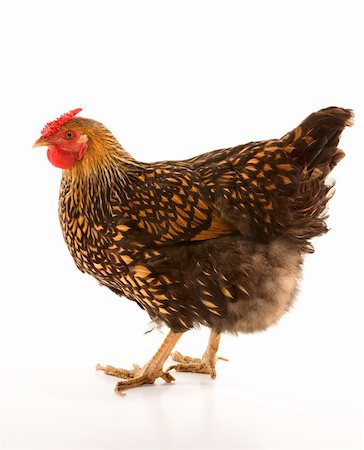simsearch:693-03303754,k - Golden Laced Wyandotte chicken. Photographie de stock - Aubaine LD & Abonnement, Code: 400-03923049