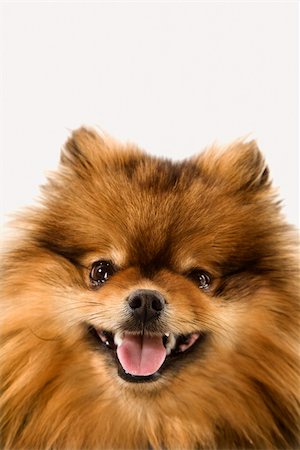 simsearch:400-03921833,k - Pomeranian dog portrait. Photographie de stock - Aubaine LD & Abonnement, Code: 400-03923073