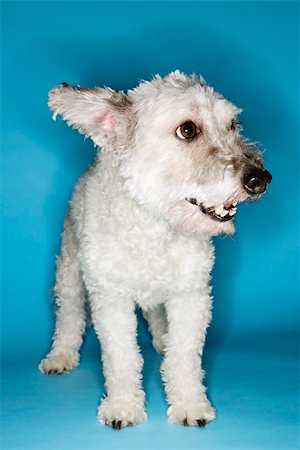 simsearch:400-04446187,k - Small white dog portrait. Photographie de stock - Aubaine LD & Abonnement, Code: 400-03923085