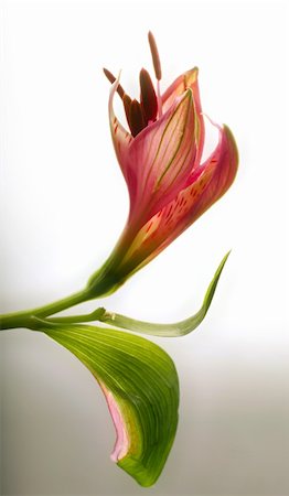 simsearch:400-03941928,k - Bud of a flower on a light background Photographie de stock - Aubaine LD & Abonnement, Code: 400-03923244