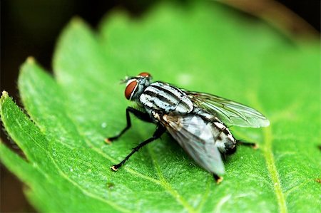 A close shot of red eye fly in green leaf Stock Photo - Budget Royalty-Free & Subscription, Code: 400-03923246
