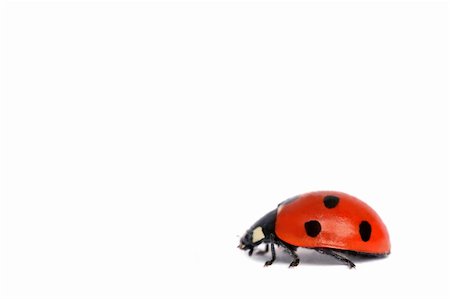 fly (insect) - Macro shot of a Red Ladybird on white Stock Photo - Budget Royalty-Free & Subscription, Code: 400-03923356