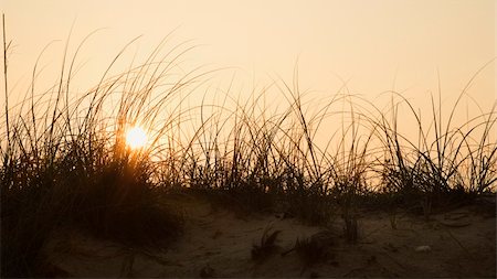 simsearch:400-03923118,k - Sunset over beach sand dune on Bald Head Island, North Carolina. Fotografie stock - Microstock e Abbonamento, Codice: 400-03923410