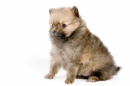 simsearch:400-04786451,k - The puppy of the spitz-dog in studio Stockbilder - Microstock & Abonnement, Bildnummer: 400-03923480