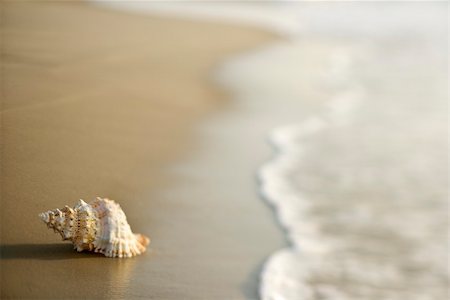 simsearch:400-03923118,k - Conch shell on beach  with waves. Fotografie stock - Microstock e Abbonamento, Codice: 400-03923540