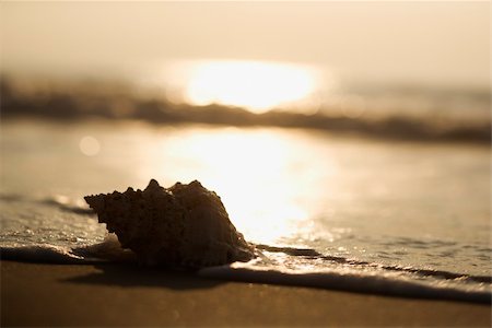 simsearch:400-03923118,k - Conch shell on beach  with waves. Fotografie stock - Microstock e Abbonamento, Codice: 400-03923541