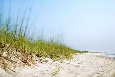 simsearch:400-03923118,k - Sand dune with grass at the beach. Fotografie stock - Microstock e Abbonamento, Codice: 400-03923555