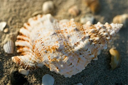 simsearch:400-03923118,k - Conch shell in sand with other shells surrounding. Fotografie stock - Microstock e Abbonamento, Codice: 400-03923550