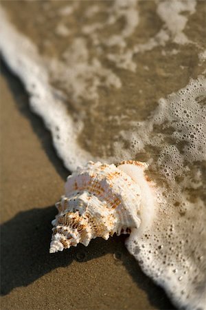 simsearch:400-03923118,k - Close-up of conch shell with wave engulfing it. Fotografie stock - Microstock e Abbonamento, Codice: 400-03923551