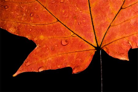 Close-up of Sugar Maple leaf in Fall color sprinkled with water droplets against black background. Stock Photo - Budget Royalty-Free & Subscription, Code: 400-03923566