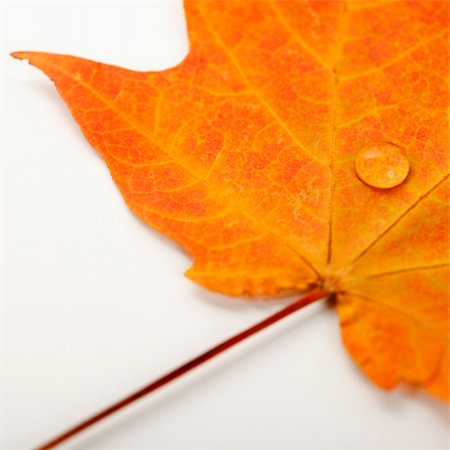 simsearch:622-07118096,k - Water droplet on orange Sugar Maple leaf against white background. Foto de stock - Royalty-Free Super Valor e Assinatura, Número: 400-03923567