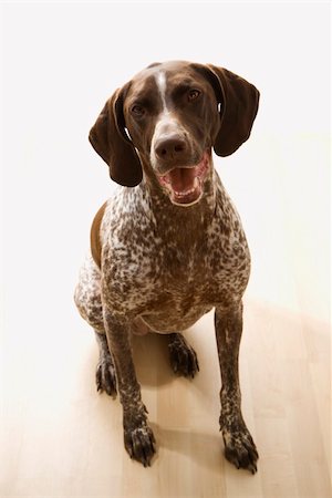 pointer dogs sitting - German Shorthaired Pointer dog sitting and looking up at viewer. Stock Photo - Budget Royalty-Free & Subscription, Code: 400-03923616