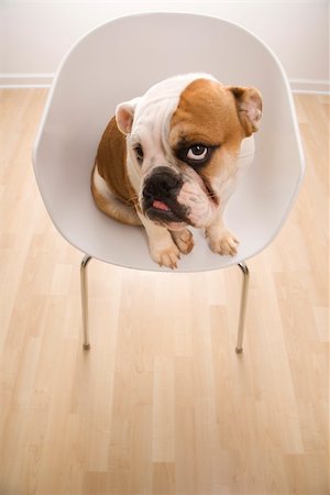 simsearch:400-04446240,k - Bashful English Bulldog sitting in modern chair looking up at viewer. Foto de stock - Super Valor sin royalties y Suscripción, Código: 400-03923617