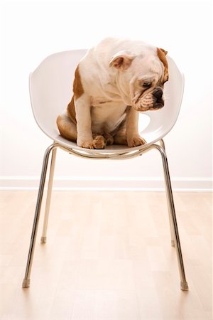 simsearch:400-04446240,k - English Bulldog sitting in modern chair looking at floor. Foto de stock - Super Valor sin royalties y Suscripción, Código: 400-03923618