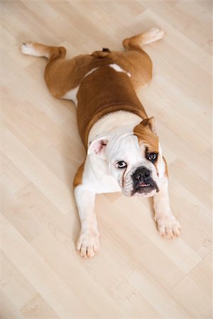 simsearch:400-06461152,k - English Bulldog lying outstretched on wood floor looking at viewer. Stock Photo - Budget Royalty-Free & Subscription, Code: 400-03923610