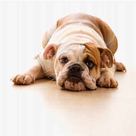 simsearch:693-03303244,k - English Bulldog lying on floor looking at viewer. Photographie de stock - Aubaine LD & Abonnement, Code: 400-03923613