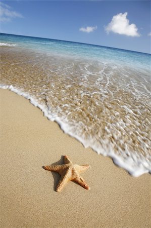 Starfish on tropical beach with waving coming towards it Stock Photo - Budget Royalty-Free & Subscription, Code: 400-03923682